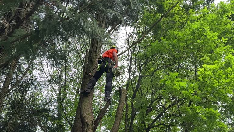 Leaf Removal Services