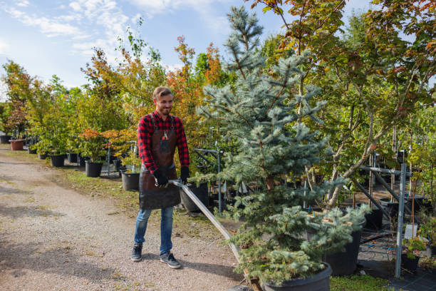 How Our Tree Care Process Works  in  Lake Mills, WI